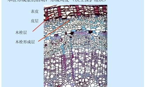 寿春香王酒52度什么档次-寿春茶叶,中国寿春堂牌荷香股兰茶价格网站